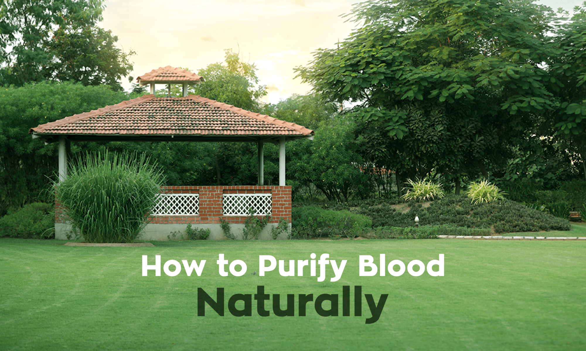 How to purify blood naturally