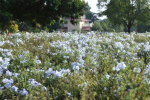 Organic Farms Organic-Farms